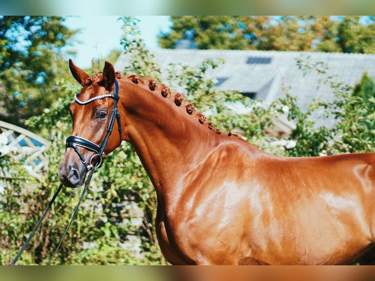 Hanoverian Gelding 5 years 17 hh Chestnut-Red in Hohenfelde