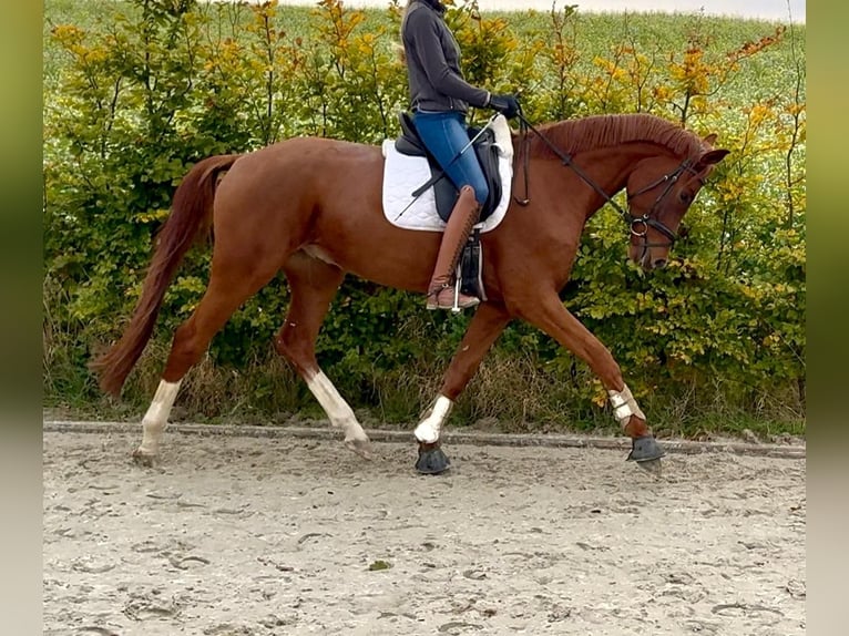 Hanoverian Gelding 5 years 17 hh Chestnut-Red in Westerkappeln