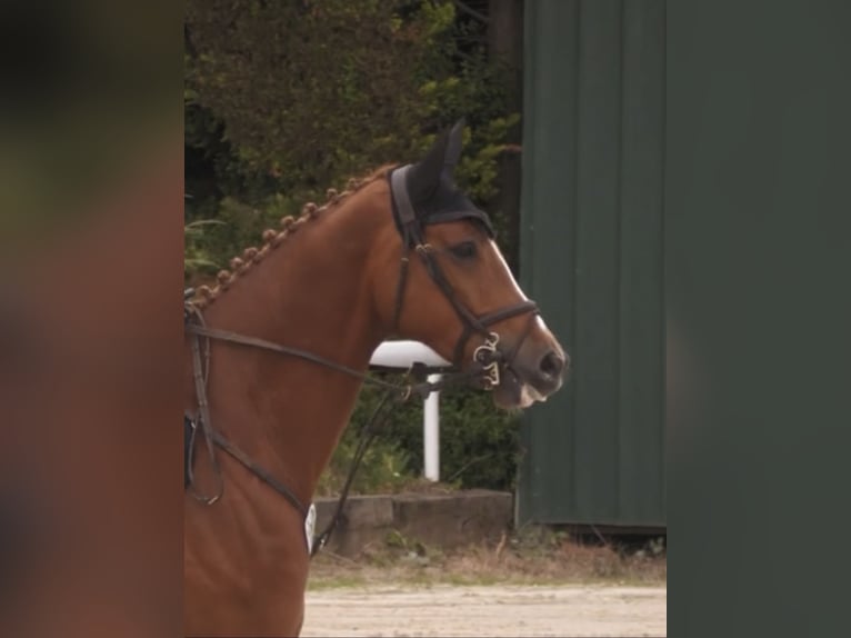 Hanoverian Gelding 5 years 17 hh Chestnut-Red in Bonn