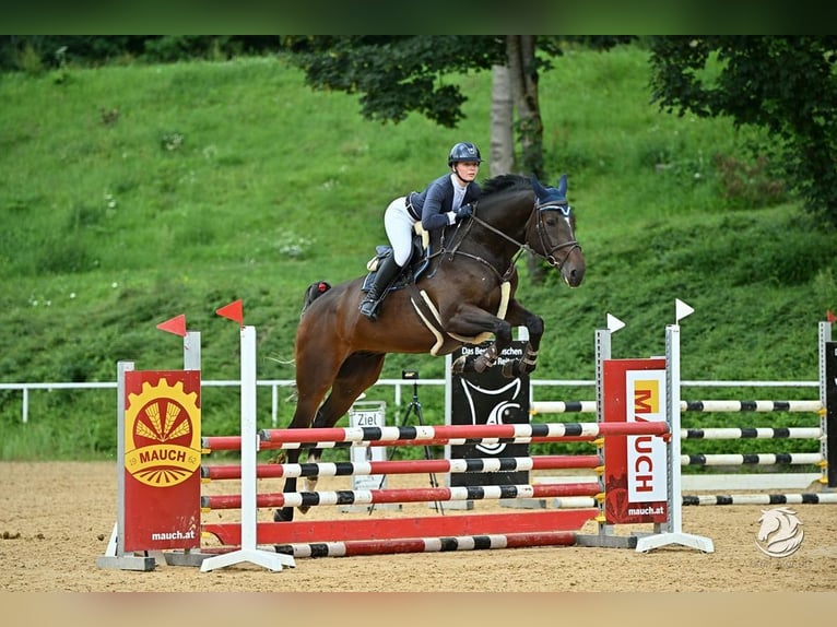 Hanoverian Gelding 5 years 17 hh Chestnut in Loiching