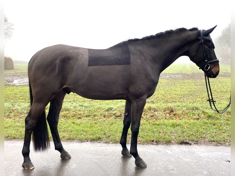 Hanoverian Gelding 5 years 17 hh in Hammah