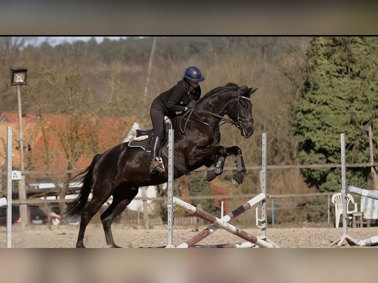Hanoverian Gelding 5 years 17 hh in Malsfeld