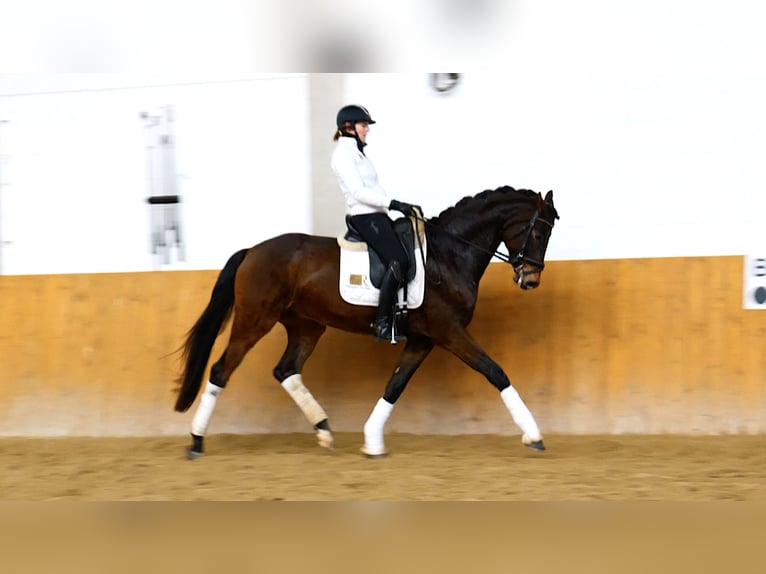 Hanoverian Gelding 5 years 17 hh Smoky-Black in Freiensteinau