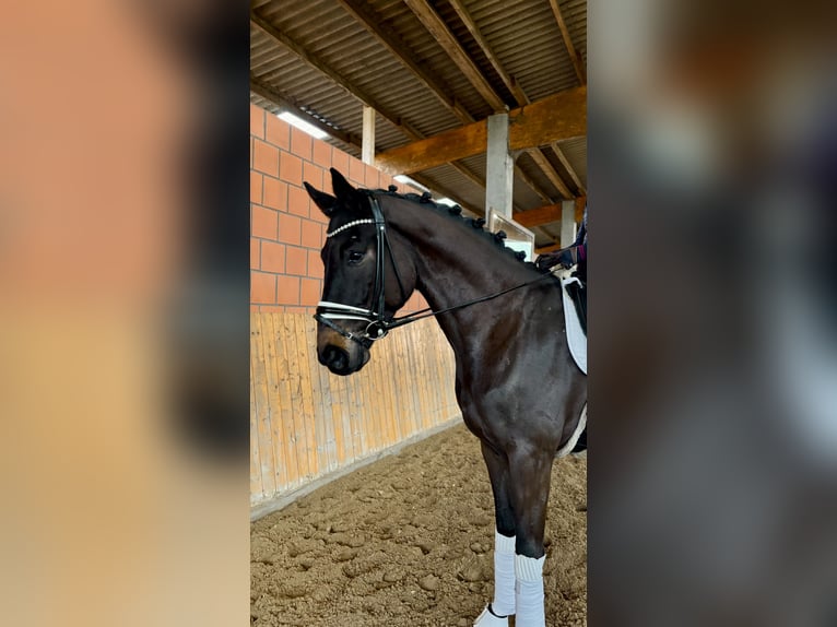 Hanoverian Gelding 5 years 17 hh Smoky-Black in Hammah