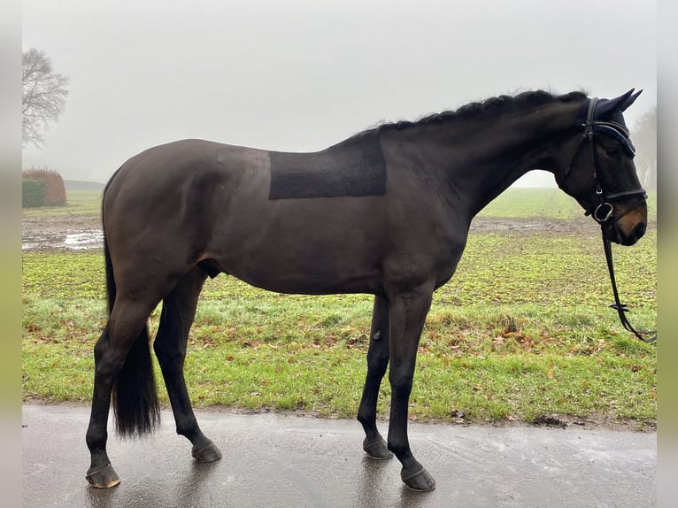 Hanoverian Gelding 5 years 17 hh Smoky-Black in Hammah