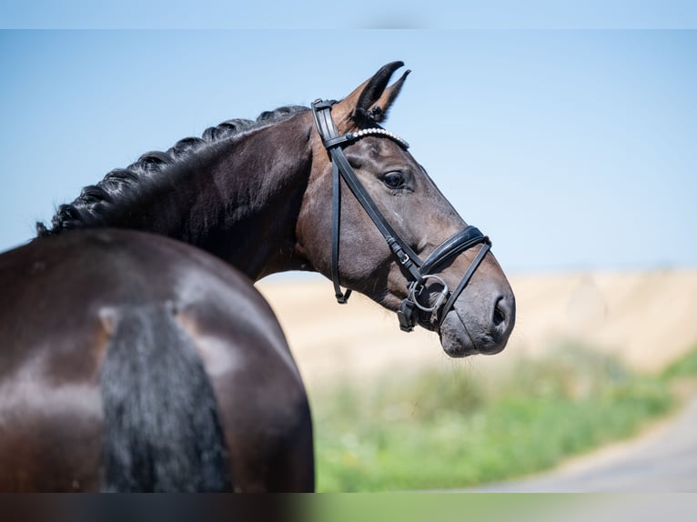 Hanoverian Gelding 5 years 17 hh Smoky-Black in Bramsche