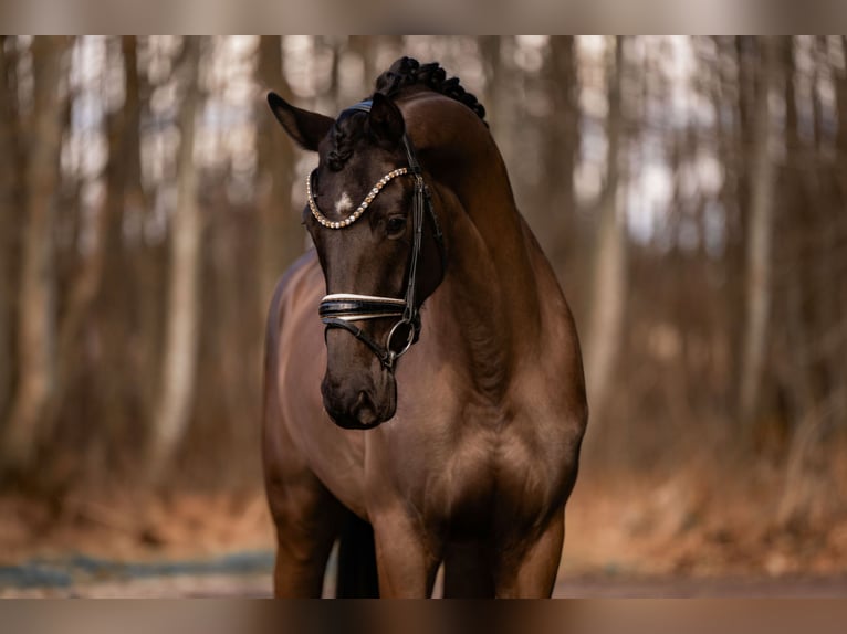 Hanoverian Gelding 5 years 17 hh Smoky-Black in Wehringen