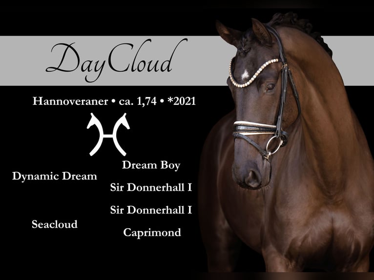 Hanoverian Gelding 5 years 17 hh Smoky-Black in Wehringen