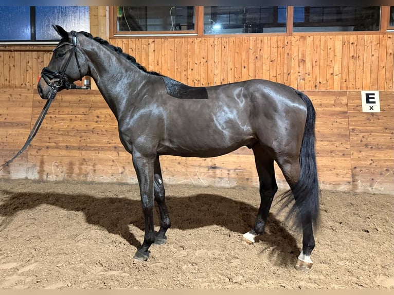 Hanoverian Gelding 5 years 17 hh Smoky-Black in Schönaich