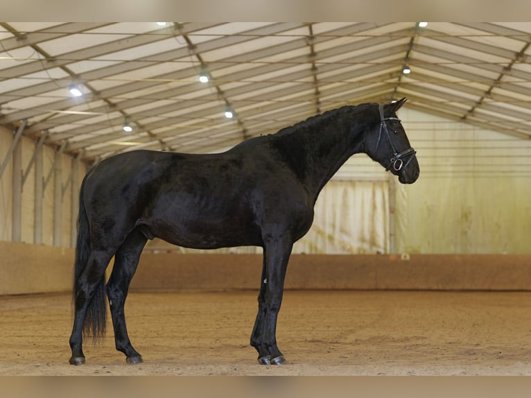 Hanoverian Gelding 5 years 17 hh Smoky-Black in Malsfeld