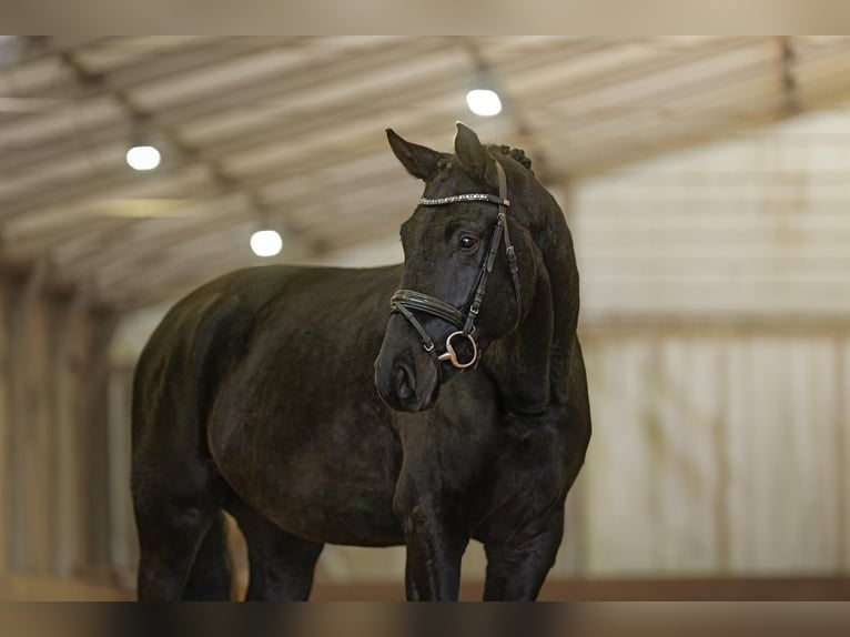 Hanoverian Gelding 5 years 17 hh Smoky-Black in Malsfeld