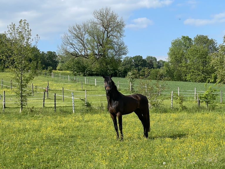 Hanoverian Gelding 5 years 17,1 hh Bay-Dark in Aschau am Inn