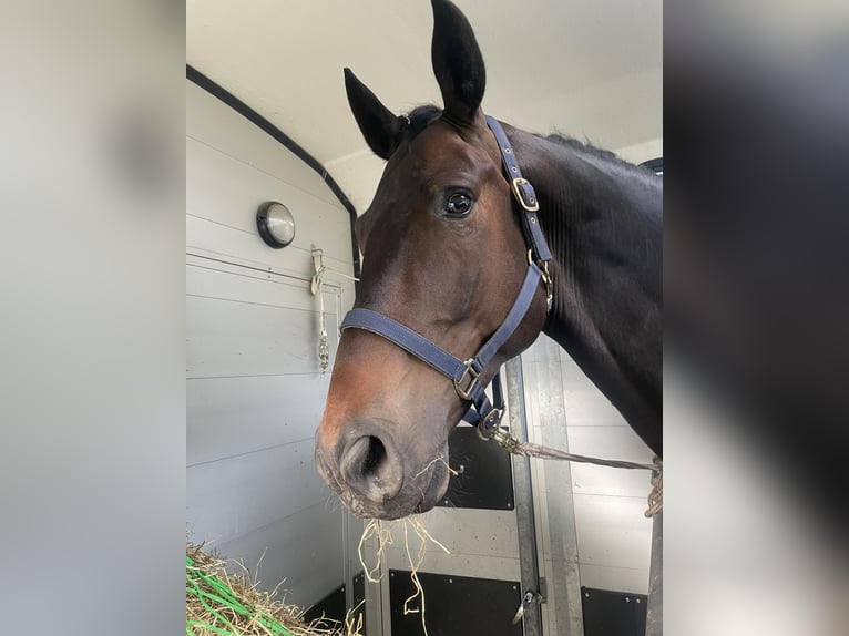 Hanoverian Gelding 5 years 17,1 hh Bay-Dark in Aschau am Inn