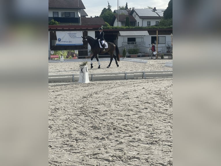 Hanoverian Gelding 5 years 17,1 hh Bay-Dark in Aschau am Inn