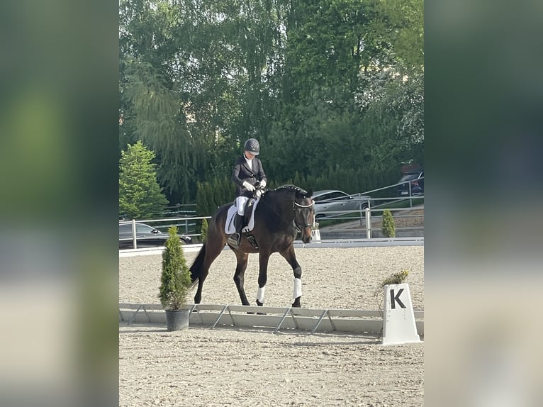 Hanoverian Gelding 5 years 17,1 hh Bay-Dark in Aschau am Inn
