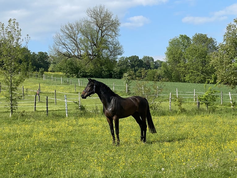Hanoverian Gelding 5 years 17,1 hh Bay-Dark in Aschau am Inn