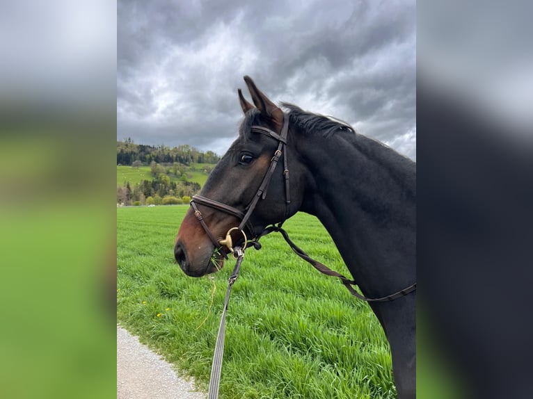 Hanoverian Gelding 5 years 17,1 hh Bay-Dark in Wichtrach