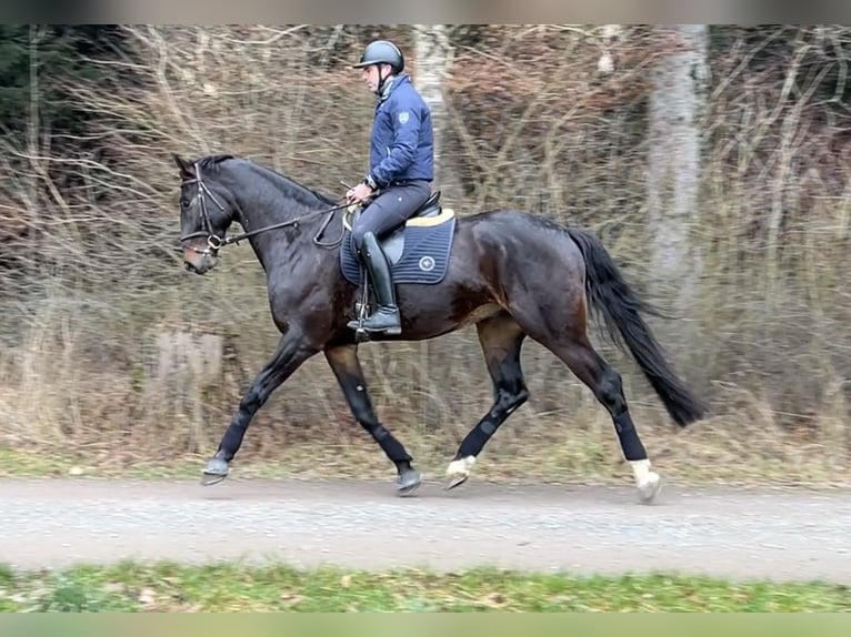 Hanoverian Gelding 5 years 17,1 hh Bay-Dark in Wichtrach