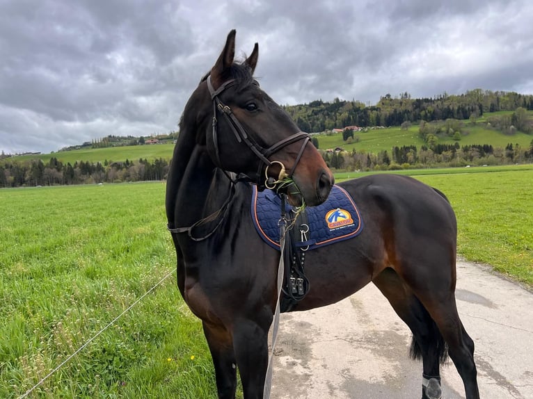 Hanoverian Gelding 5 years 17,1 hh Bay-Dark in Wichtrach