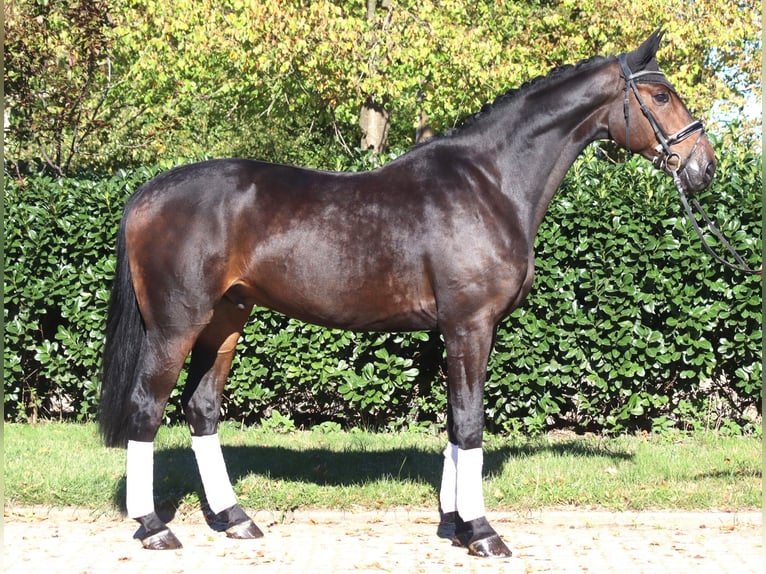 Hanoverian Gelding 5 years 17,1 hh Bay-Dark in Selsingen