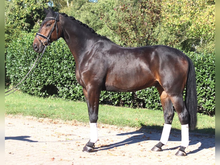 Hanoverian Gelding 5 years 17,1 hh Bay-Dark in Selsingen