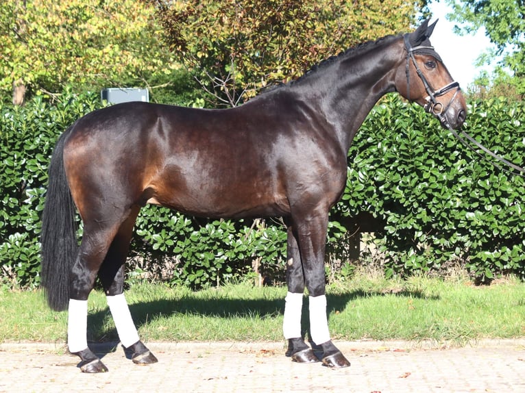 Hanoverian Gelding 5 years 17,1 hh Bay-Dark in Selsingen