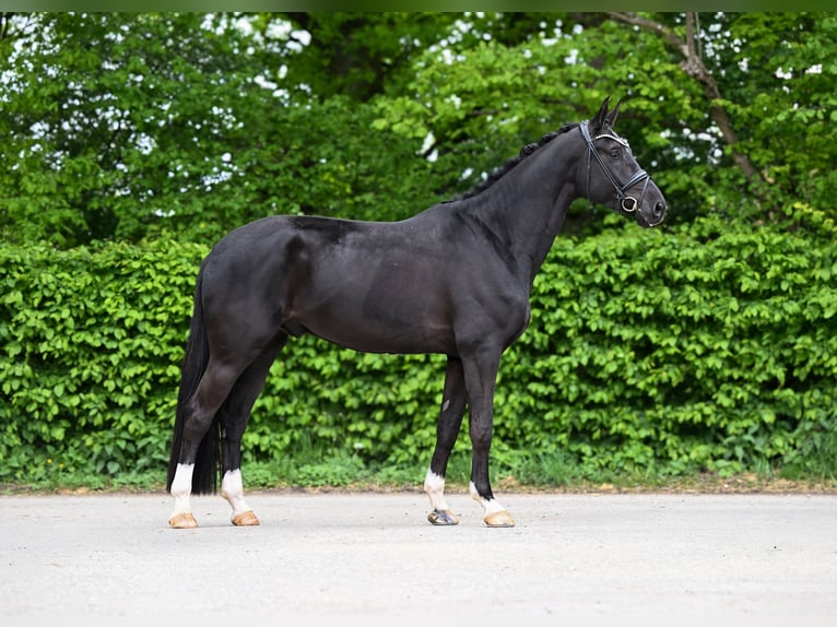 Hanoverian Gelding 5 years 17,1 hh Black in Ostrach