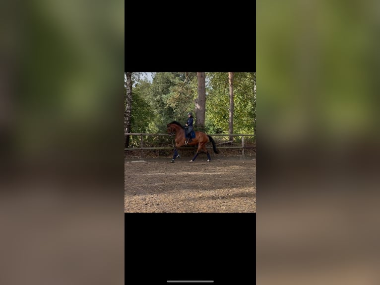 Hanoverian Gelding 5 years 17,1 hh Brown in Gro&#xDF;enkneten