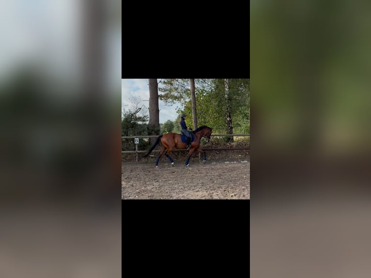 Hanoverian Gelding 5 years 17,1 hh Brown in Gro&#xDF;enkneten
