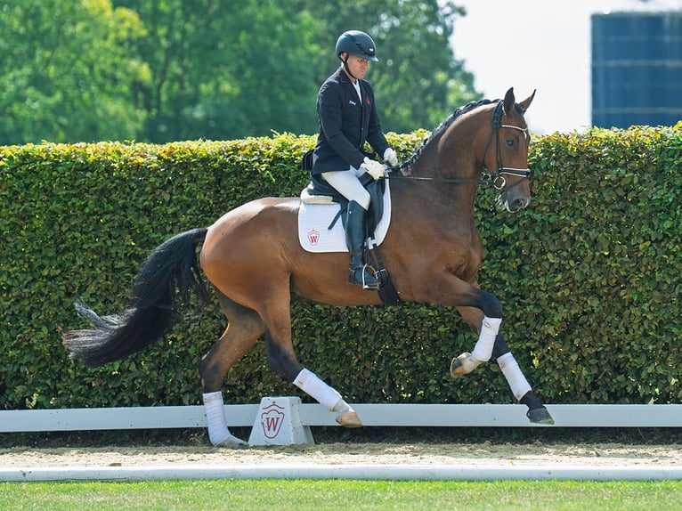 Hanoverian Gelding 5 years 17,1 hh Brown in M&#xFC;nster-Handorf