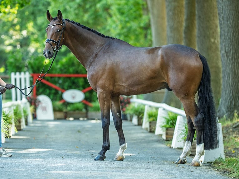 Hanoverian Gelding 5 years 17,1 hh Brown in M&#xFC;nster-Handorf