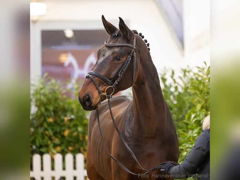 Hanoverian Gelding 5 years 17,1 hh Brown in Verden