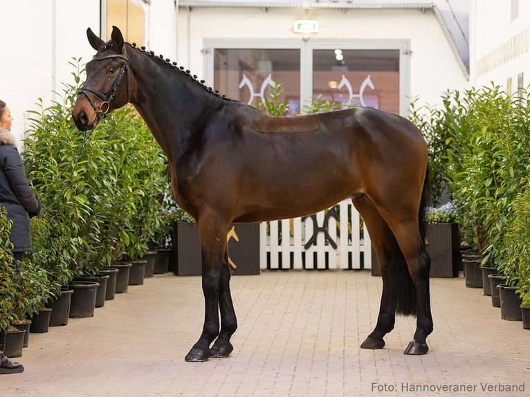 Hanoverian Gelding 5 years 17,1 hh Brown in Verden