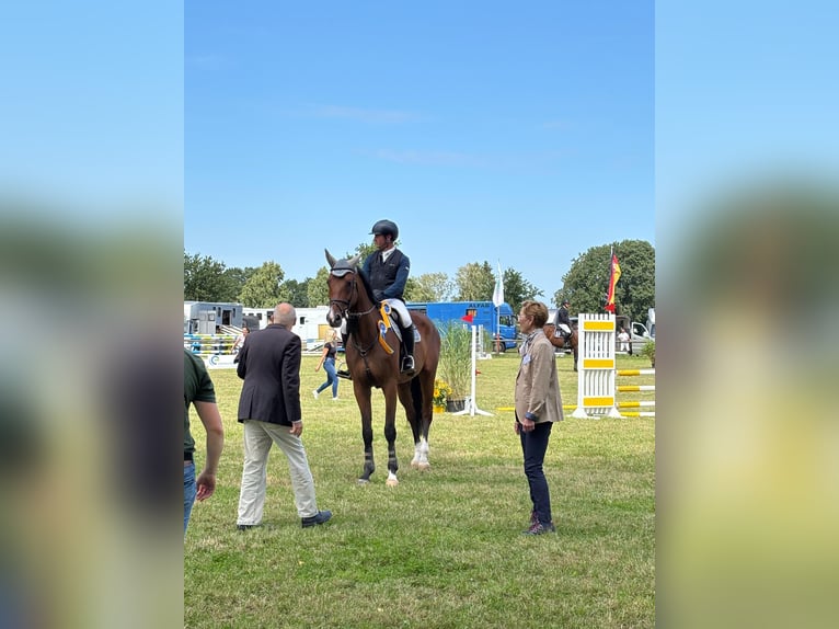 Hanoverian Gelding 5 years 17,1 hh Brown in Langlingen