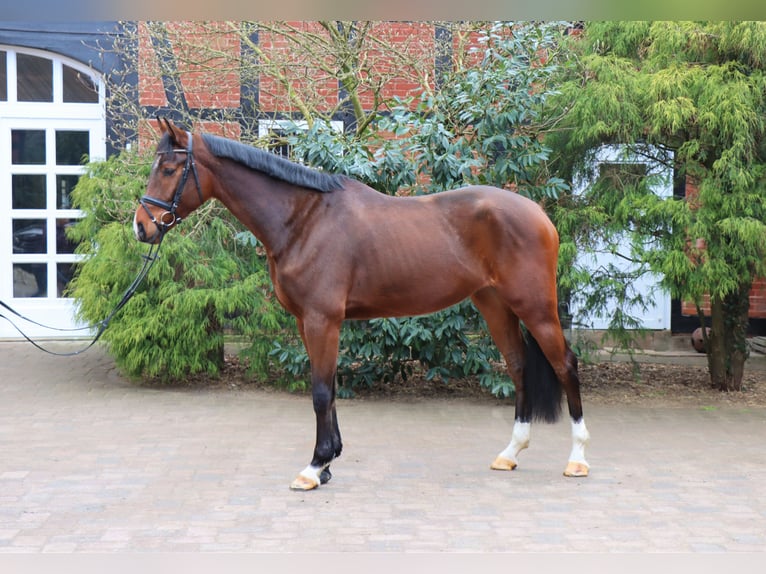 Hanoverian Gelding 5 years 17,1 hh Brown in Langlingen