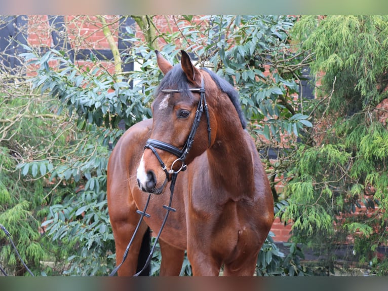 Hanoverian Gelding 5 years 17,1 hh Brown in Langlingen