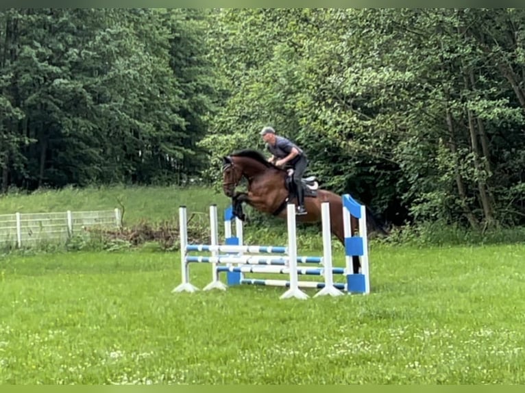 Hanoverian Gelding 5 years 17,1 hh Brown in Sonneberg
