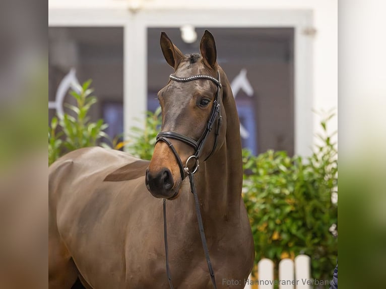 Hanoverian Gelding 5 years 17,1 hh Brown in Verden