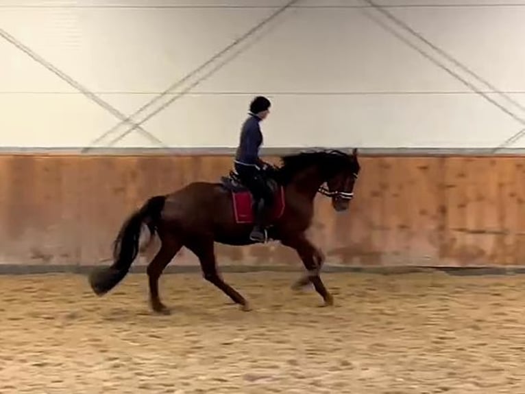 Hanoverian Gelding 5 years 17,1 hh Chestnut in Grudziądz