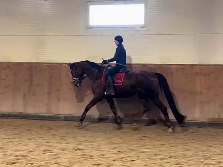 Hanoverian Gelding 5 years 17,1 hh Chestnut in Potsdam