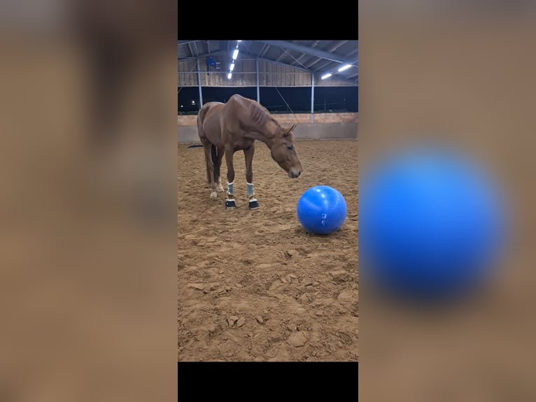 Hanoverian Gelding 5 years 17,1 hh Chestnut in Einbeck