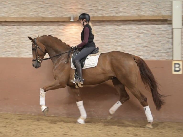 Hanoverian Gelding 5 years 17,1 hh Chestnut-Red in Wehringen