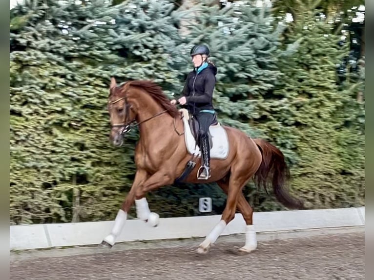 Hanoverian Gelding 5 years 17,1 hh Chestnut-Red in Wolnzach