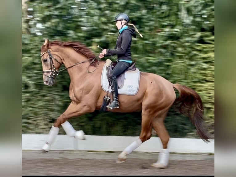 Hanoverian Gelding 5 years 17,1 hh Chestnut-Red in Wolnzach