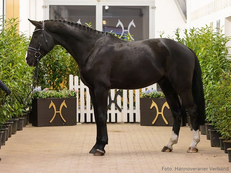 Hanoverian Gelding 5 years 17,2 hh Black in Verden