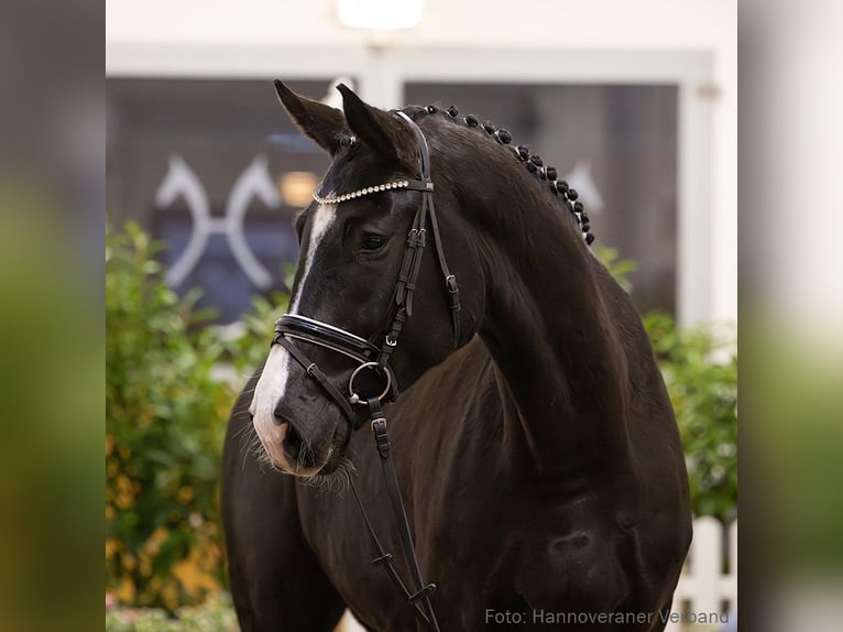 Hanoverian Gelding 5 years 17,2 hh Black in Verden