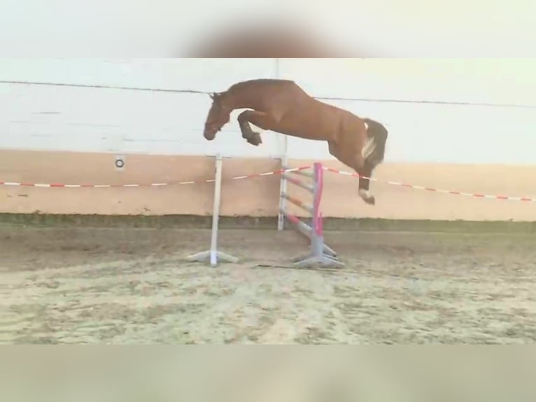Hanoverian Gelding 5 years 17,2 hh Brown in Gro&#xDF; Ippener