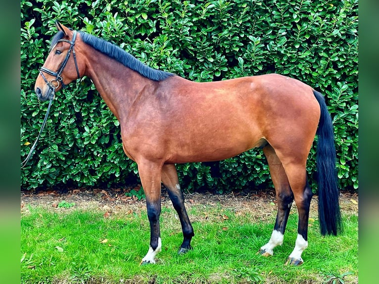 Hanoverian Gelding 5 years 17,2 hh Brown in Gro&#xDF; Ippener