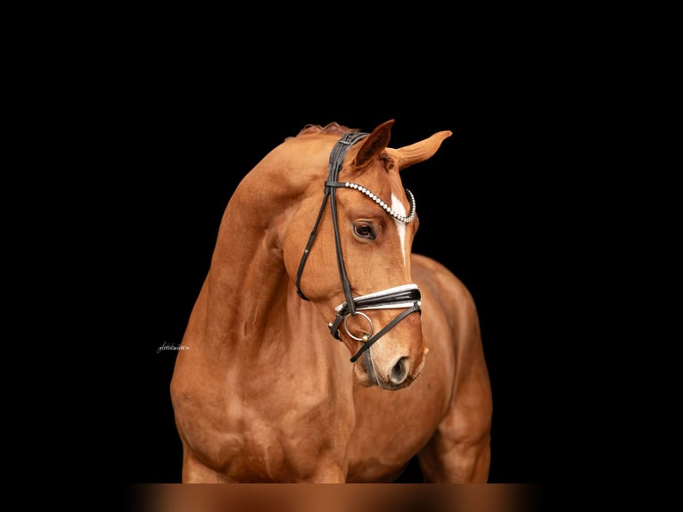 Hanoverian Gelding 5 years 17,2 hh Chestnut-Red in Lehrberg