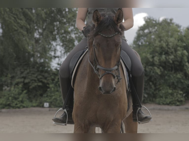 Hanoverian Gelding 5 years 17,3 hh Brown-Light in Stafstedt Hanoverian Gelding 5 years 17,3 hh Brown-Light in Stafstedt